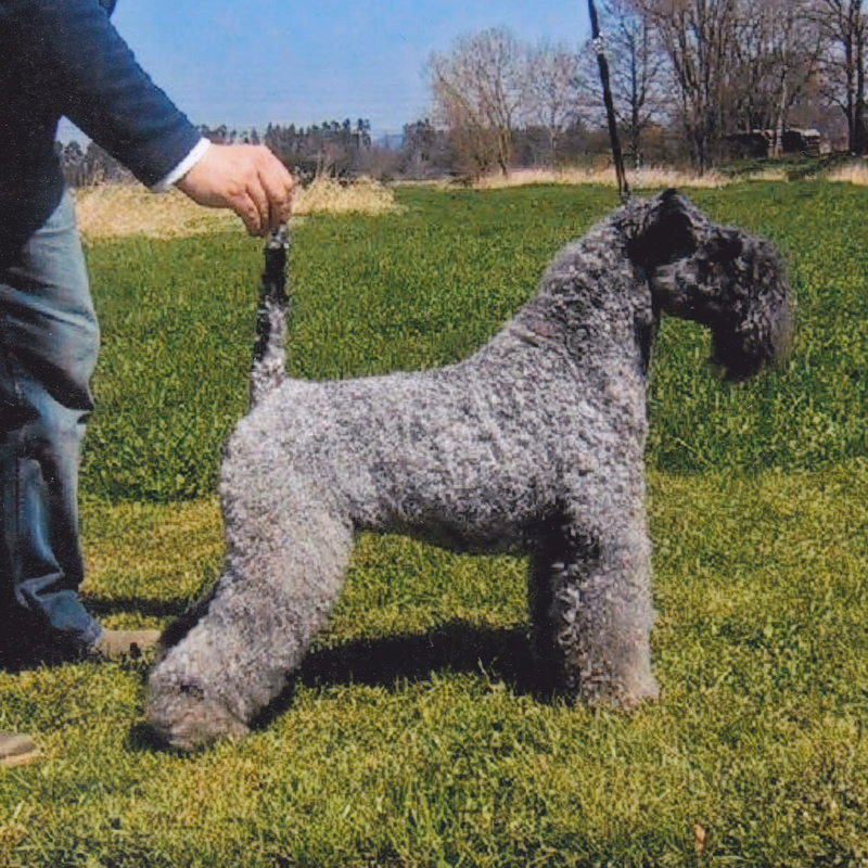 🐶 Noble Kerry Blue Terrier
