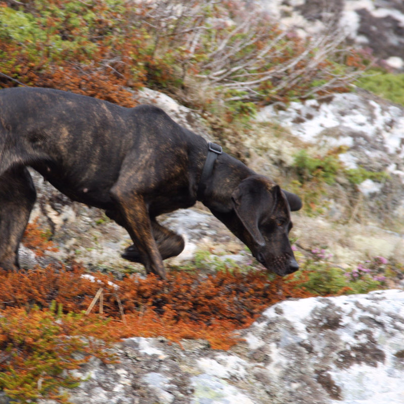 🐶 Valiente Plott Hound