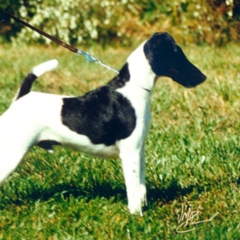 🐶 Ágil Fox Terrier de Pelo Liso