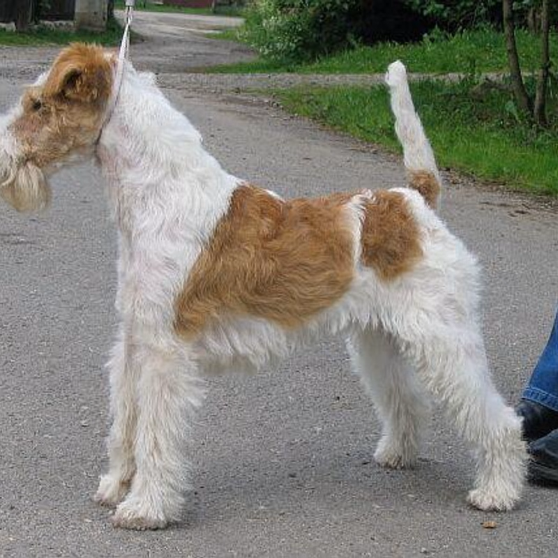 🐶 Vibrant Wire Fox Terrier